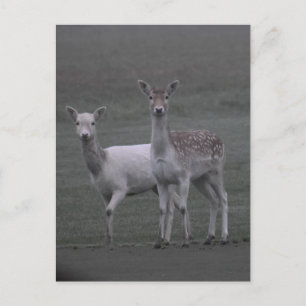 Hirsche Postkarte