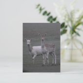 Hirsche Postkarte (Stehend Vorderseite)