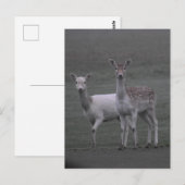 Hirsche Postkarte (Vorne/Hinten)