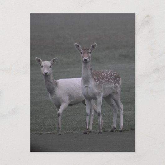Hirsche Postkarte (Vorderseite)