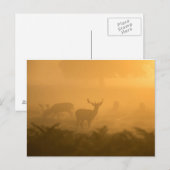 Hirsche Postkarte (Vorne/Hinten)