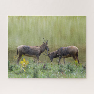 Hirsche Puzzle
