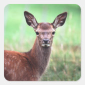 Hirsche Quadratischer Aufkleber (Vorderseite)
