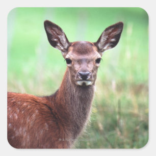 Hirsche Quadratischer Aufkleber