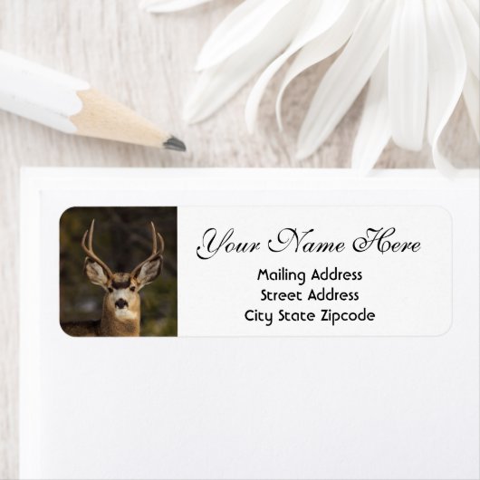 Hirsche Rücksendeadresse (Insitu)