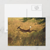 Hirsche springen durch das Feld Postkarte (Vorne/Hinten)