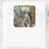 Hirsche Squirrelly Quadratischer Aufkleber (Tasche)