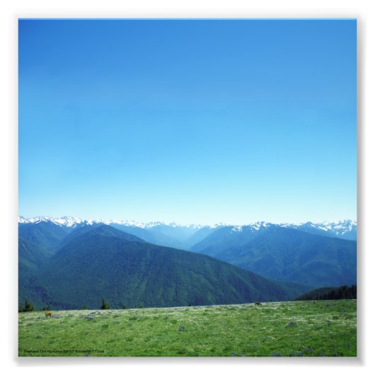 Hirsche und die Olympia Fotodruck (Vorne)