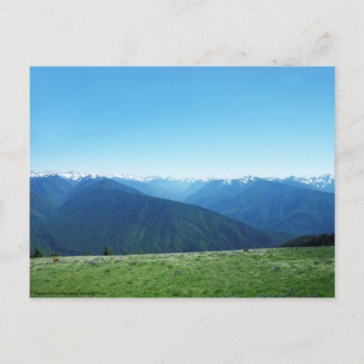 Hirsche und die Olympia Postkarte (Vorderseite)