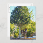 Hirsche und Holly-Beerenbaum im Schnee Postkarte (Vorne/Hinten)