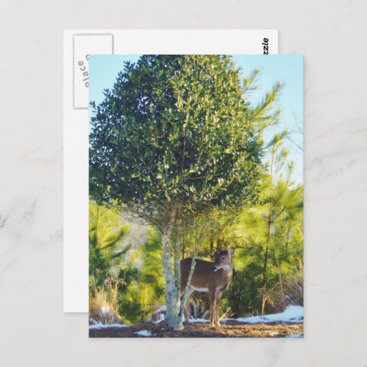 Hirsche und Holly-Beerenbaum im Schnee Postkarte (Vorne/Hinten)