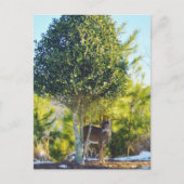 Hirsche und Holly-Beerenbaum im Schnee Postkarte (Vorderseite)