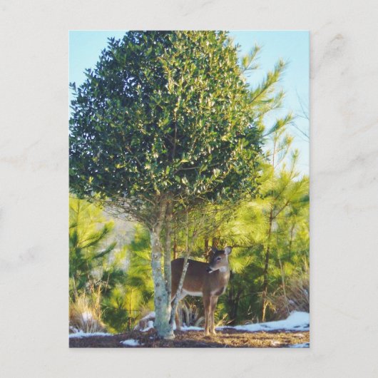 Hirsche und Holly-Beerenbaum im Schnee Postkarte (Vorderseite)