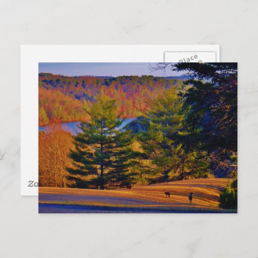 Hirsche und Muttersee Postkarte (Vorne/Hinten)