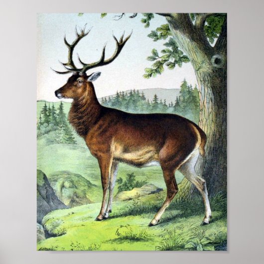 Hirsche und Rentiere Poster (Vorne)
