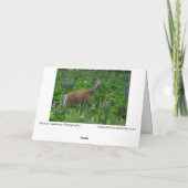 Hirsche unter den Lupinen Karte (Rückseite)