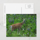 Hirsche unter den Lupinen Postkarte (Vorne/Hinten)