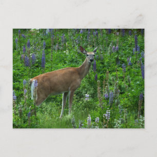 Hirsche unter den Lupinen Postkarte