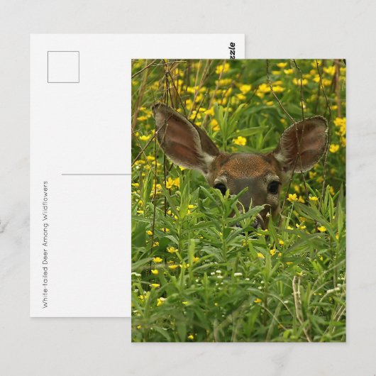 Hirsche unter Wildblumen Postkarte (Vorne/Hinten)