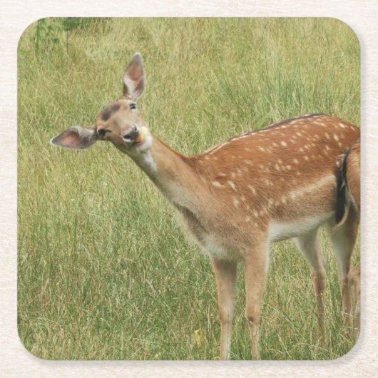 Hirsche Untersetzer (Vorderseite)