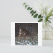 Hirsche während der Winterpostkarte Postkarte (Stehend Vorderseite)