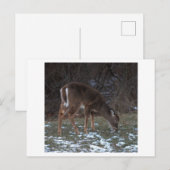 Hirsche während der Winterpostkarte Postkarte (Vorne/Hinten)