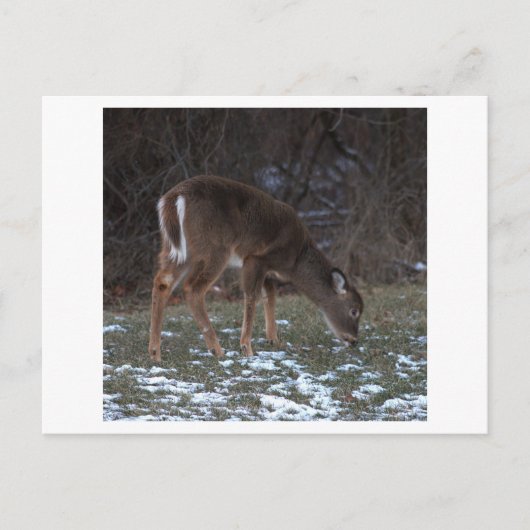 Hirsche während der Winterpostkarte Postkarte (Vorderseite)