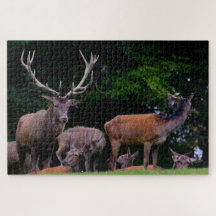 Hirsche Wild Buck Nature Herde Antler Deer