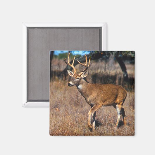Hirsche Wildlife Magnet (Vorderseite/Rückseite)