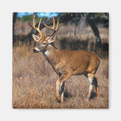 Hirsche Wildlife Magnet (Vorne)