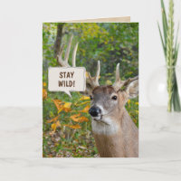 Hirsche zum Geburtstag im Wald