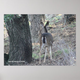 Hirsche zurück poster