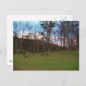 Hirschfeld und rosa SunSet Postkarte (Vorne/Hinten)