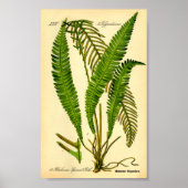 Hirschfisch (Blechnum würzig) Poster (Vorne)