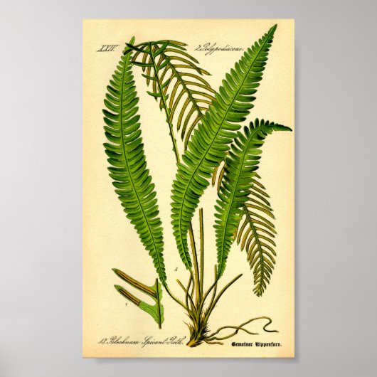 Hirschfisch (Blechnum würzig) Poster (Vorne)