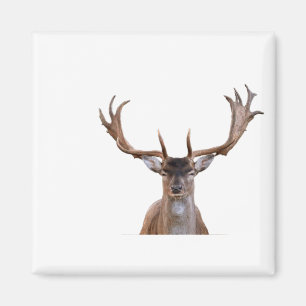 Hirschflaume Antler Abgeschieden transparent Magnet
