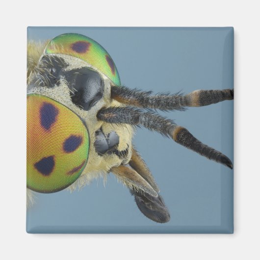 Hirschfliege Magnet (Vorne)