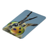 Hirschfliege Magnet (Linke Seite)