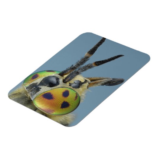 Hirschfliege Magnet (Linke Seite)