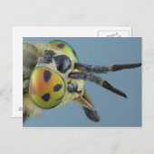 Hirschfliege Postkarte (Vorne/Hinten)