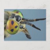 Hirschfliege Postkarte (Vorderseite)