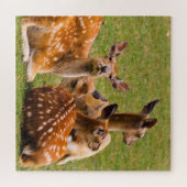 Hirschherde im Gras Puzzle (Horizontal)