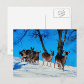 Hirschherde Postkarte (Vorne/Hinten)