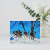 Hirschherde Postkarte (Stehend Vorderseite)
