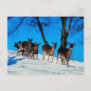 Hirschherde Postkarte