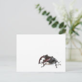 Hirschkäfer Postkarte (Stehend Vorderseite)