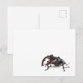 Hirschkäfer Postkarte (Vorne/Hinten)