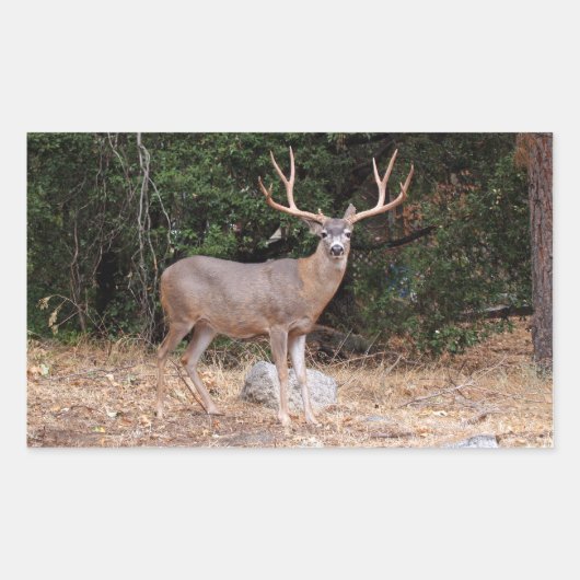 Hirschkleber Rechteckiger Aufkleber (Vorderseite)