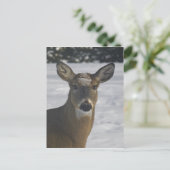 Hirschkopf Postkarte (Stehend Vorderseite)