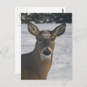 Hirschkopf Postkarte (Vorne/Hinten)